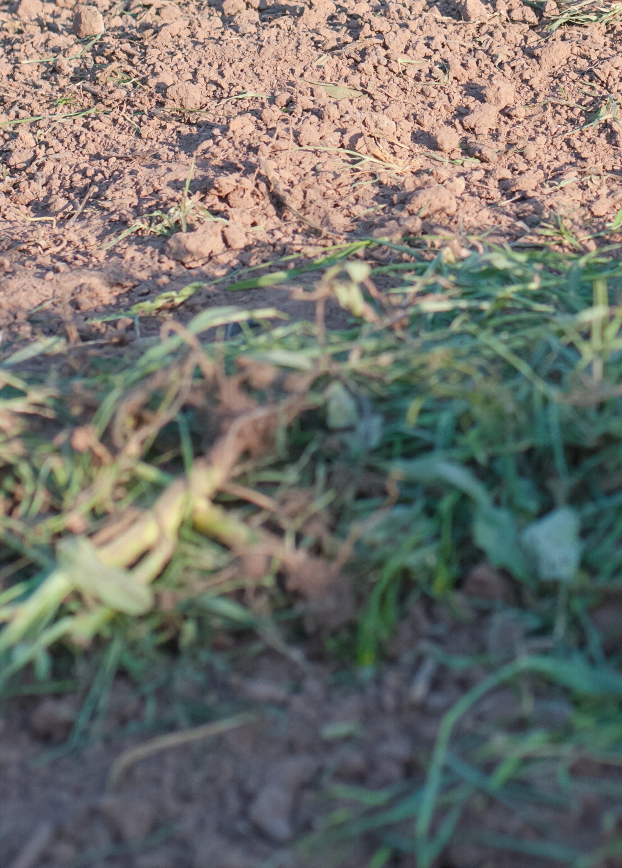 Griffe_de_jardin_inox_poignée_ergonomique_Gris_et_jaune_DE1_slim