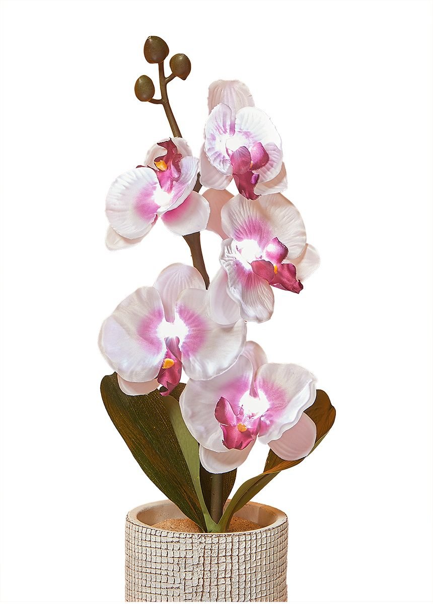 Ramo_de_orquídea_brilhante_5_flores_Ramo_luminoso_FA1_slim